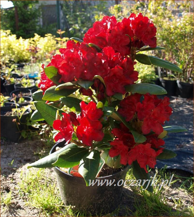sadzonki_rododendron68