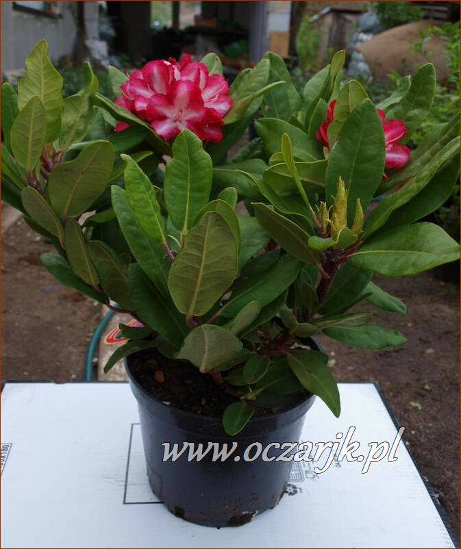 sadzonki_rododendron70