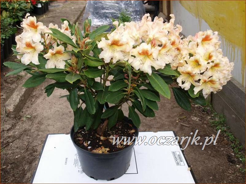 sadzonki_rododendron72