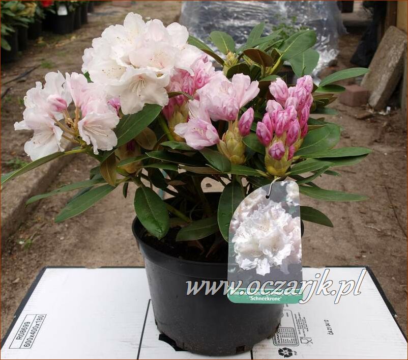 sadzonki_rododendron73