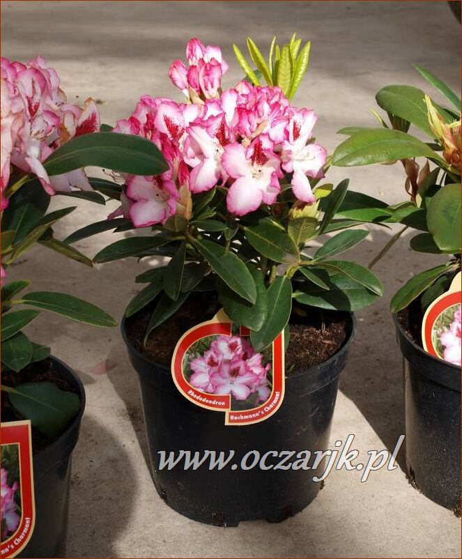 sadzonki_rododendron75