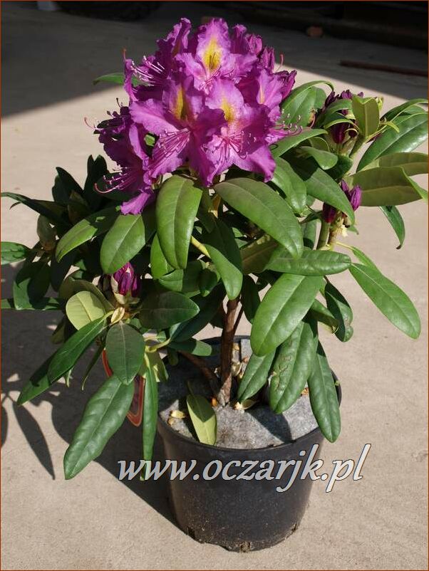 sadzonki_rododendron77