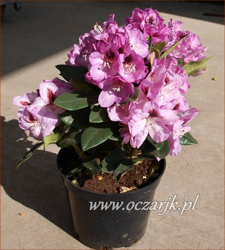 sadzonki_rododendron78