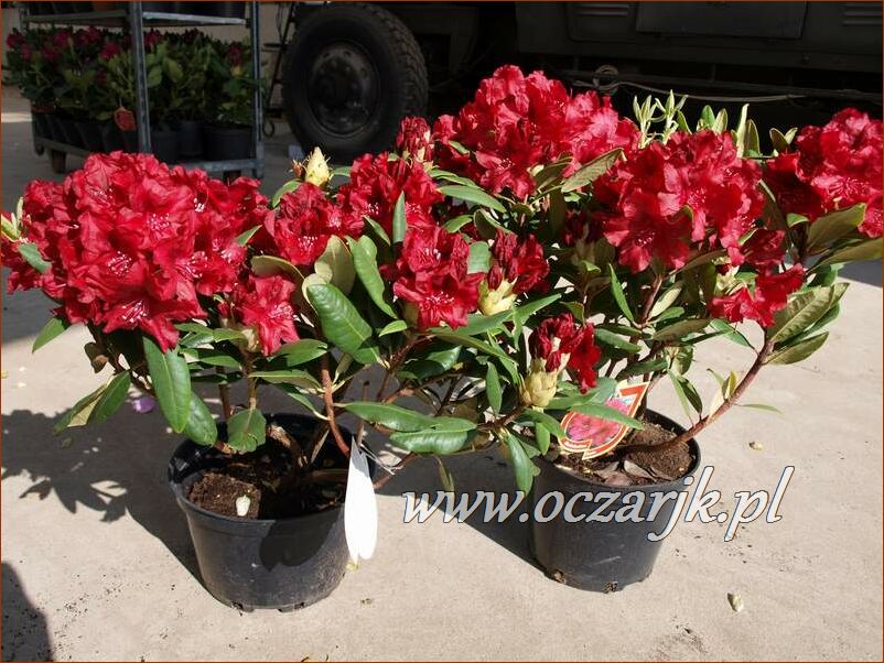 sadzonki_rododendron81