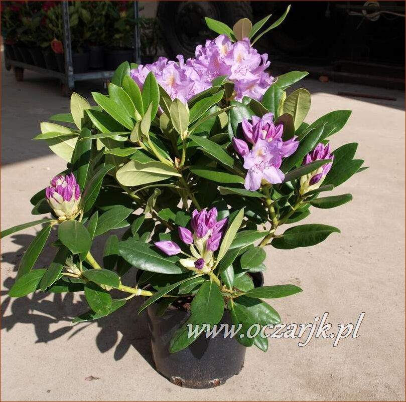 sadzonki_rododendron82