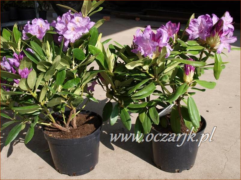 sadzonki_rododendron83