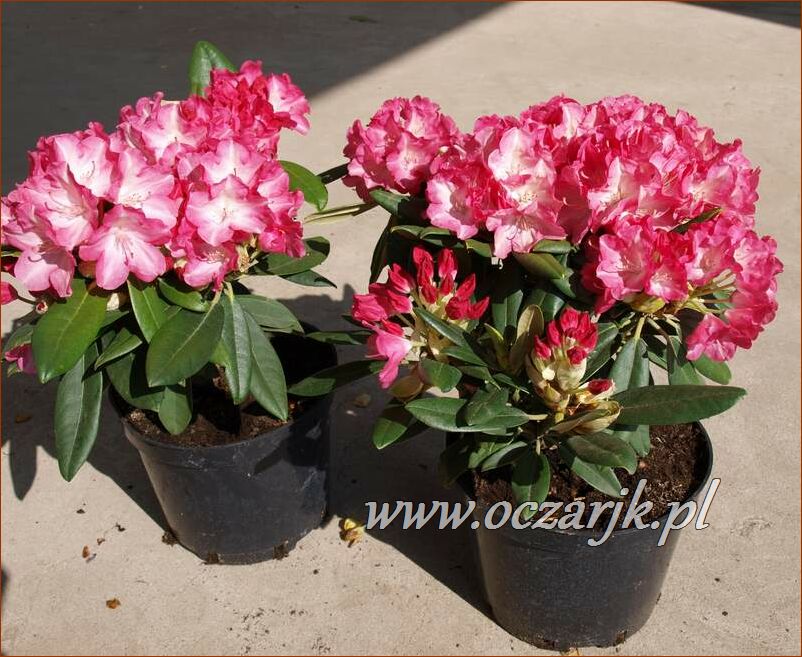 sadzonki_rododendron84