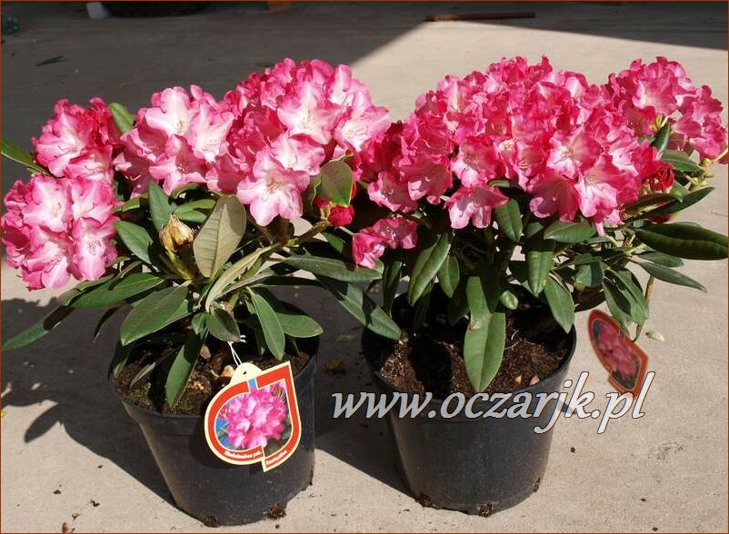 sadzonki_rododendron85