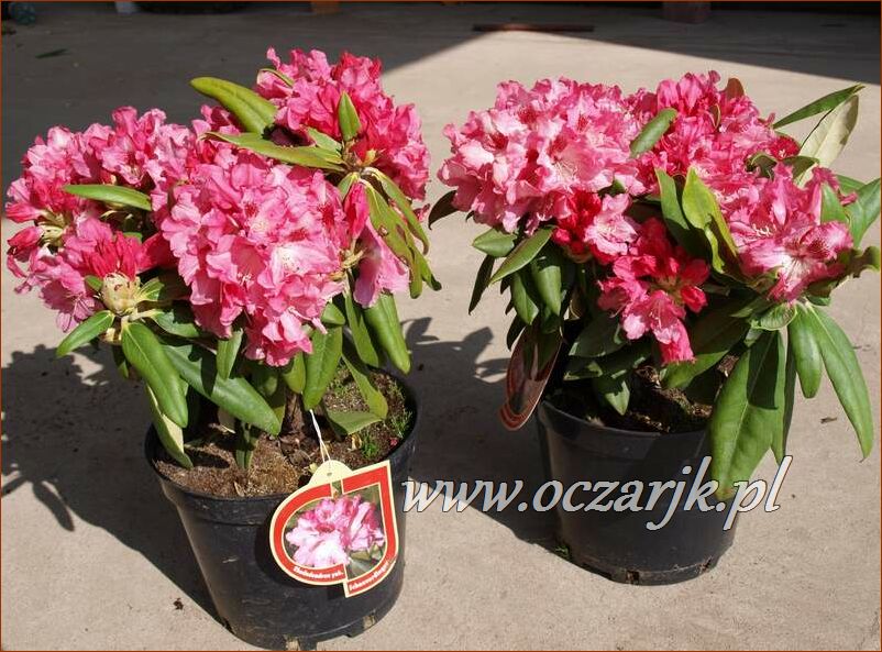 sadzonki_rododendron86