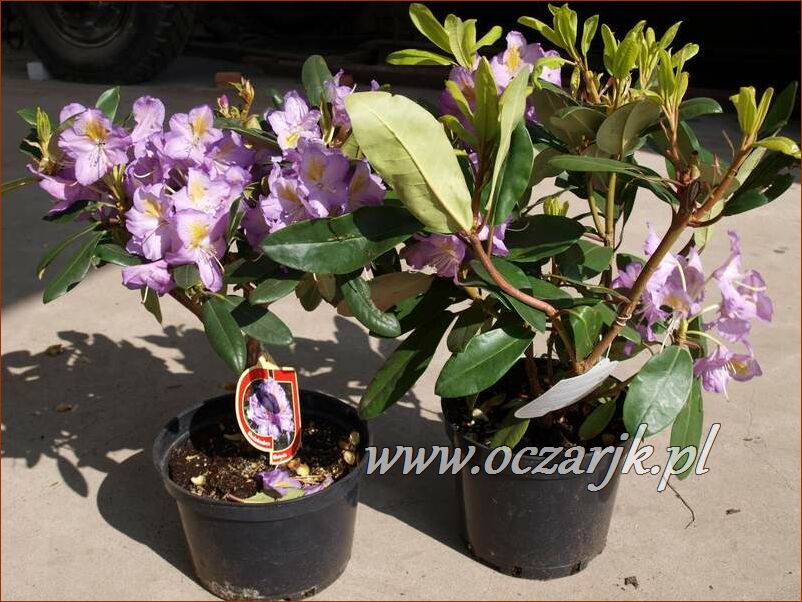 sadzonki_rododendron87