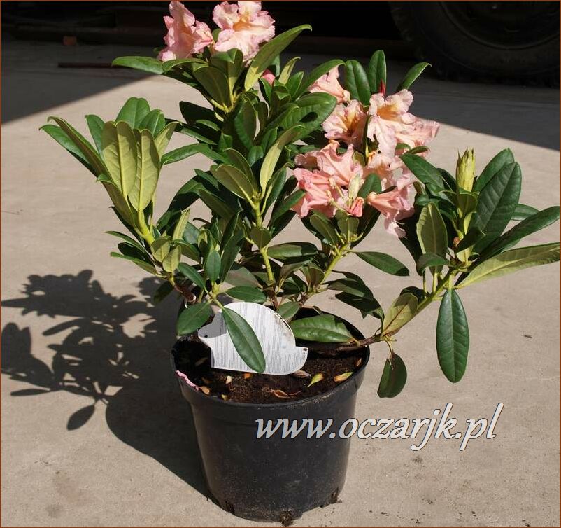 sadzonki_rododendron89