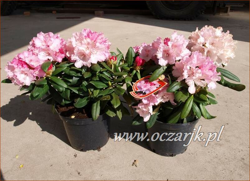 sadzonki_rododendron90