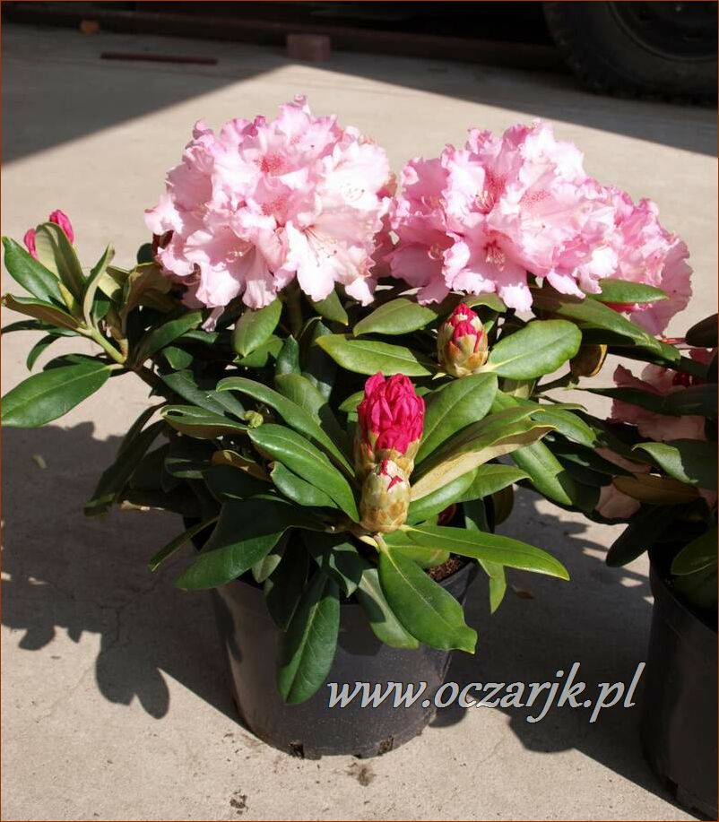 sadzonki_rododendron91