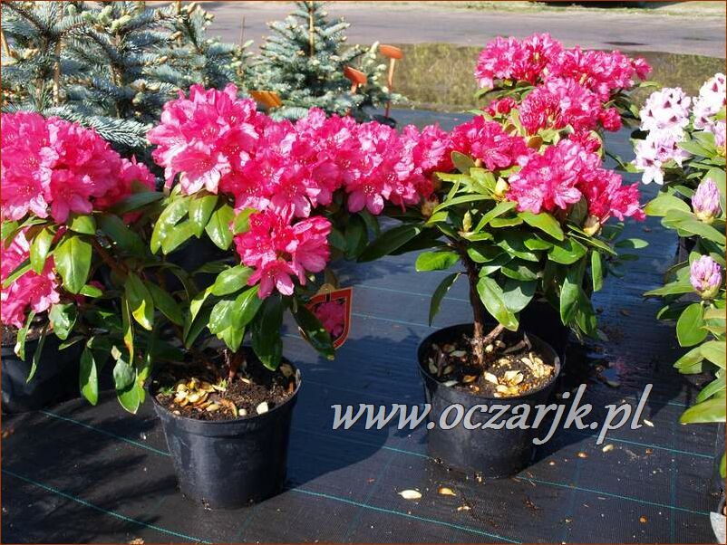 sadzonki_rododendron93