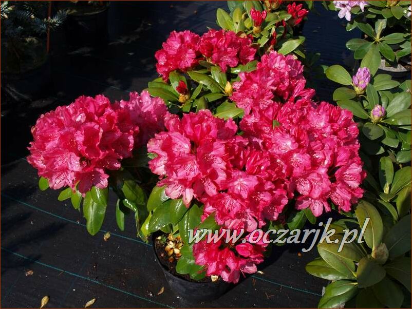 sadzonki_rododendron95