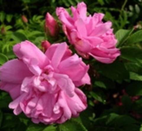 Róża jadalna różowa Passion Rokoko Rosa rugosa Passion Rokoko