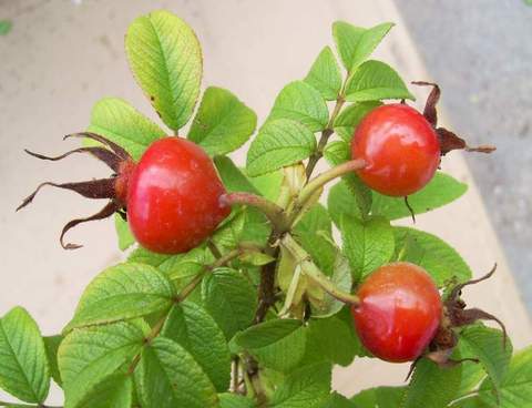 Róża jadalna różowa Passion Rokoko Rosa rugosa Passion Rokoko
