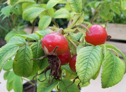 Róża jadalna różowa Passion Rokoko Rosa rugosa Passion Rokoko