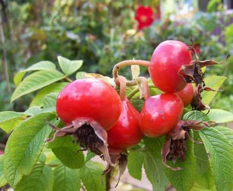 Róża jadalna różowa Passion Rokoko Rosa rugosa Passion Rokoko