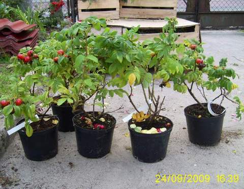 Róża jadalna różowa Passion Rokoko Rosa rugosa Passion Rokoko