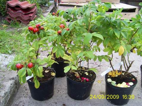 Róża jadalna różowa Passion Rokoko Rosa rugosa Passion Rokoko