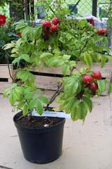 Róża jadalna różowa Passion Rokoko Rosa rugosa Passion Rokoko