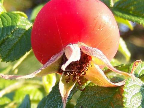 Róża jadalna różowa pomarszczona Rosa rugosa