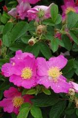 Róża jadalna różowa pomarszczona Rosa rugosa