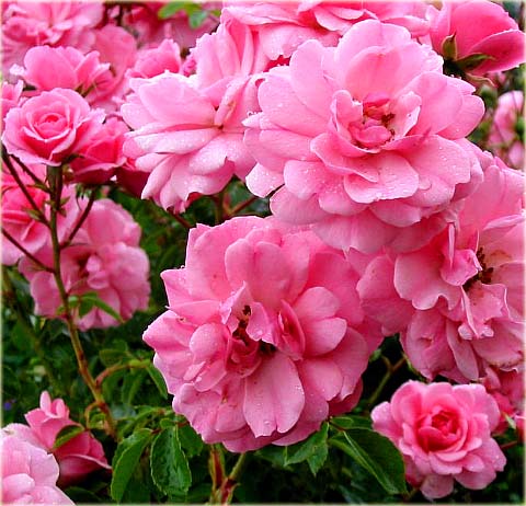 Róża okrywowa różowa Bonica Ground cover pink rose Bonica