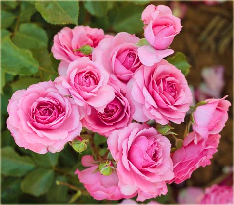 Róża okrywowa różowa Bonica Ground cover pink rose Bonica