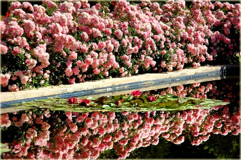 Róża okrywowa różowa Bonica Ground cover pink rose Bonica