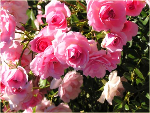 Róża okrywowa różowa Bonica Ground cover pink rose Bonica