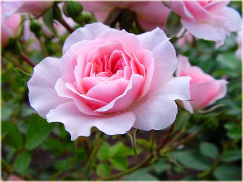 Róża okrywowa różowa Bonica Ground cover pink rose Bonica