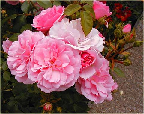 Róża okrywowa różowa Bonica Ground cover pink rose Bonica