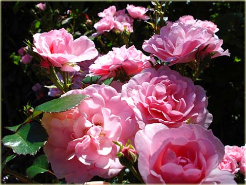 Róża okrywowa różowa Bonica Ground cover pink rose Bonica