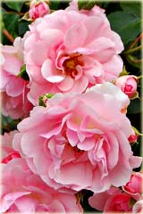 Róża okrywowa różowa Bonica Ground cover pink rose Bonica