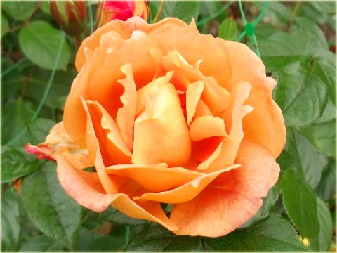 Róża okrywowa pomarańczowa Ground cover orange rose
