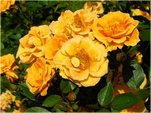 Róża okrywowa pomarańczowa Ground cover orange rose