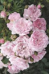 Róża okrywowa różowa The Fairy Ground cover rose The Fairy