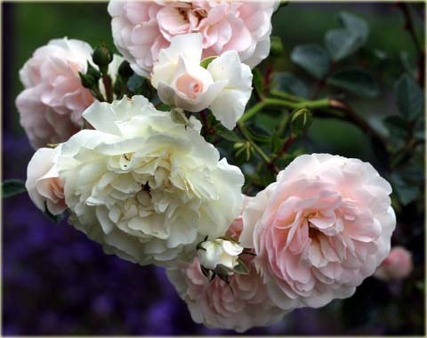 Róża okrywowa biała Swany Ground cover white rose Swany