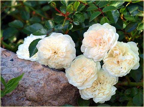 Róża okrywowa biała Swany Ground cover white rose Swany