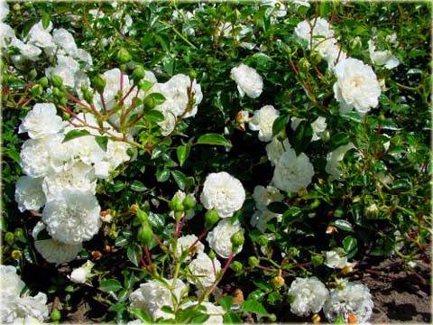 Róża okrywowa biała Swany Ground cover white rose Swany