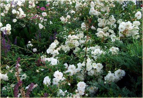 Róża okrywowa biała Swany Ground cover white rose Swany