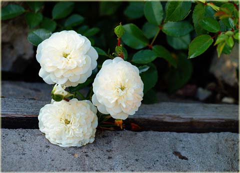 Róża okrywowa biała Swany Ground cover white rose Swany