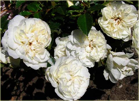 Róża okrywowa biała Swany Ground cover white rose Swany