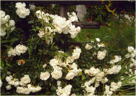 Róża okrywowa biała Swany Ground cover white rose Swany
