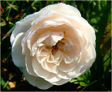 Róża okrywowa biała Swany Ground cover white rose Swany