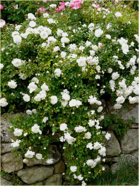 Róża okrywowa biała Swany Ground cover white rose Swany