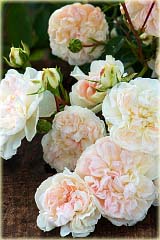 Róża okrywowa biała Swany Ground cover white rose Swany