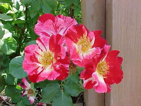 Róża parkowa czerwonobiała Hanabi Park rose Hanabi